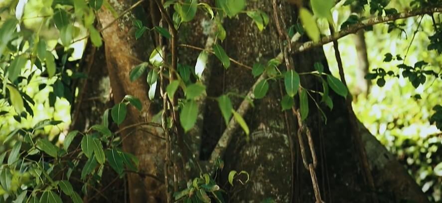 Chain Tree - Wayanad Tourist Places